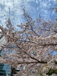 大阪北区施術所前の公園の桜です。
